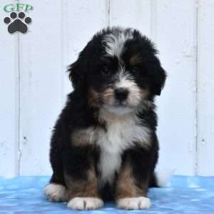 Case, Mini Bernedoodle Puppy